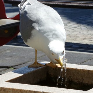 Finale Ligure: gabbiani sempre più "di città"
