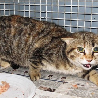 Adozioni del cuore in provincia di Savona: due gatti cercano una nuova casa