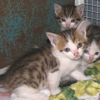 I gattini soccorsi a Millesimo