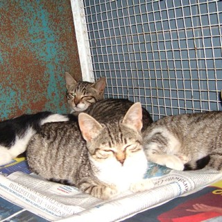 I gattini abbandonati