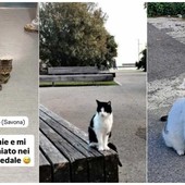 Savona, Romeo vs Harry vs Ronnie: i gatti re della città che “si contendono” i social a colpi di selfie