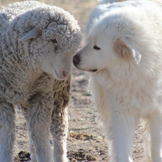 Vitello sbranato a Sassello, OSA: "Il lupo è un predatore opportunista, servono difese attive e passive per proteggere il bestiame"