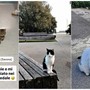 Savona, Romeo vs Harry vs Ronnie: i gatti re della città che “si contendono” i social a colpi di selfie
