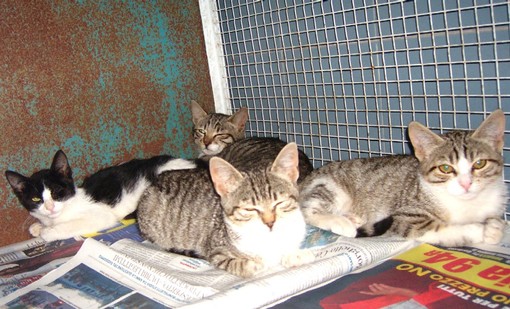 I gattini abbandonati I gattini abbandonati