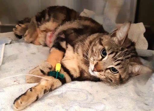 Gatta investita a Savona, l'Enpa lancia l'appello per raccogliere fondi per le spese veterinarie