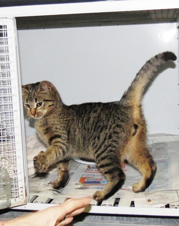 Millesimo, gattino abbandonato in un cassonetto della spazzatura Millesimo, gattino abbandonato in un cassonetto della spazzatura