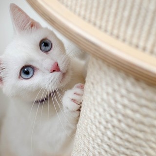 Gatti bianchi a rischio estinzione, l'allarme di AIDAA