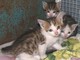 I gattini soccorsi a Millesimo