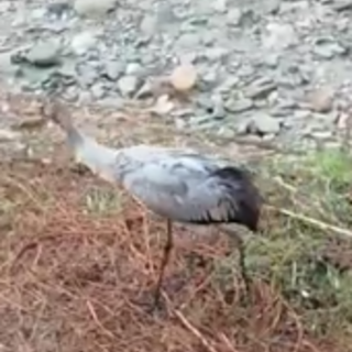 La provincia di Savona sempre più importante per la migrazione degli animali: ecco il filmato di una gru La provincia di Savona sempre più importante per la migrazione degli animali: ecco il filmato di una gru