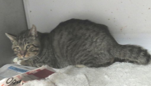 Andora: salvato gatto in difficoltà, ora si attende l'adozione Andora: salvato gatto in difficoltà, ora si attende l'adozione