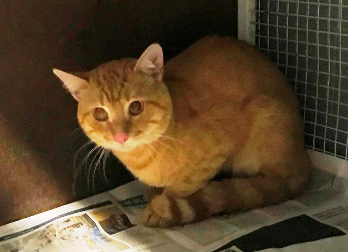 Vigili del fuoco e volontari ENPA salvano un gatto sui tetti di Savona