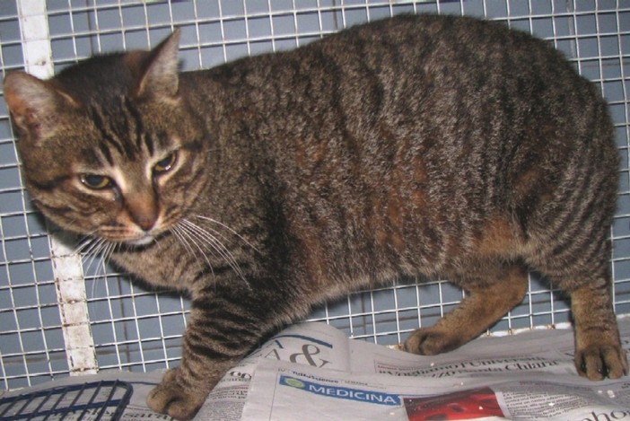 La gatta abbandonata a Valleggia