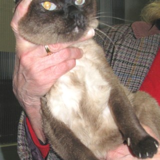 Savona: padroni ammalati, gattina siamese cerca una nuova casa