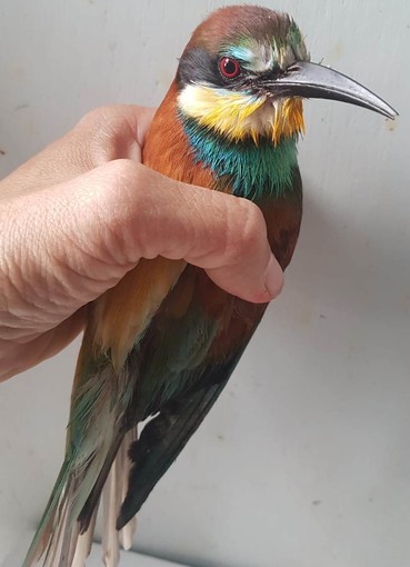 L'Enpa soccorre un gruccione ferito a Carbuta