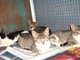 I gattini abbandonati