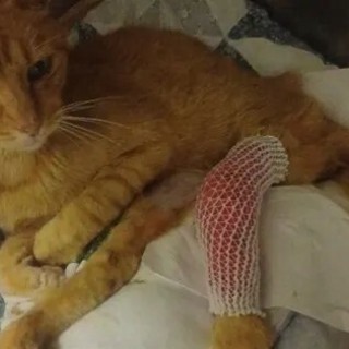 Albissola Marina, la raccolta fondi per Garfield raggiunge quota 1.770 euro
