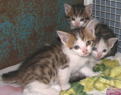I gattini soccorsi a Millesimo I gattini soccorsi a Millesimo