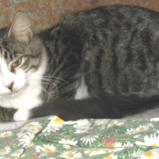 Varazze, i volontari dell'Enpa salvano gattino investito da un'auto