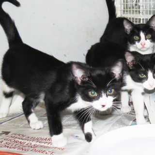 Sassello, tre gatti abbandonati in un cesto lungo la strada