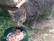 Un aiuto per le colonie feline di Savona, domani la raccolta cibo