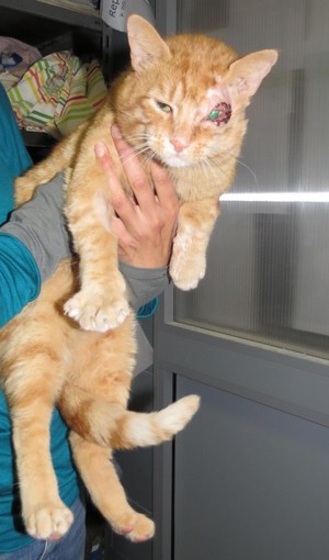 Sabato raccolta alimentari per i gatti "liberi" di Savona