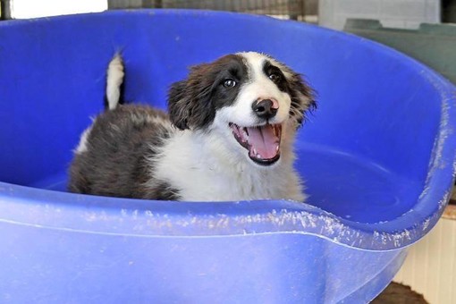 Finale Ligure, la cucciola Gloria cerca casa