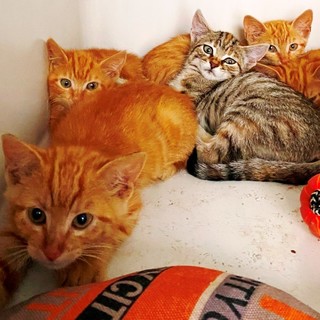 Savona, cinque gattini abbandonati in un parcheggio: la denuncia dell'Enpa