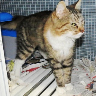 Spotorno, gatto trovato nella spiaggia dell'hotel Tirreno cerca una nuova casa