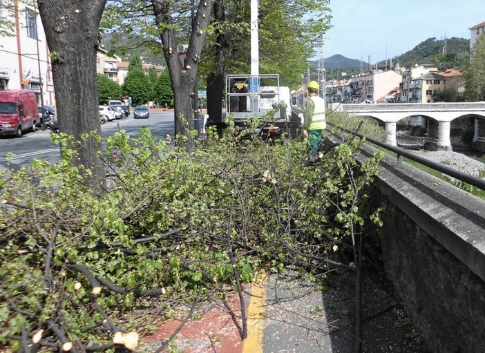 Savona, nidi di gazza a terra dopo la potatura degli alberi: l'Enpa soccorre le nidiate