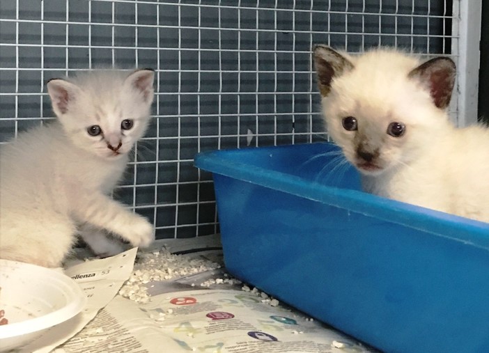 L'appello dell'Enpa: "Due gattini cercano casa"
