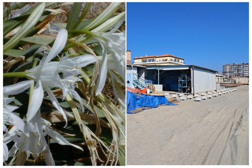 Savona, salvati dieci bulbi di gigli di mare minacciati dai lavori della passeggiata Savona, salvati dieci bulbi di gigli di mare minacciati dai lavori della passeggiata