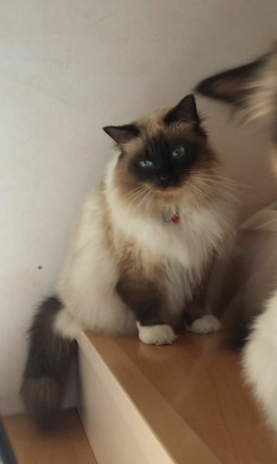 Gatto smarrito a Borghetto: l'appello dei proprietari