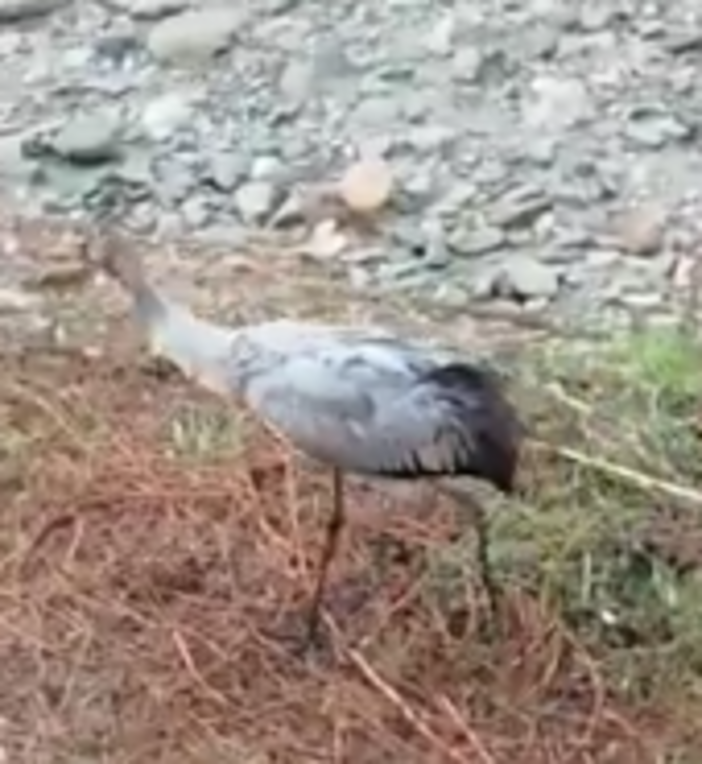 La provincia di Savona sempre più importante per la migrazione degli animali: ecco il filmato di una gru La provincia di Savona sempre più importante per la migrazione degli animali: ecco il filmato di una gru