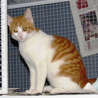 Savona: gattino abbandonato in periferia cerca casa