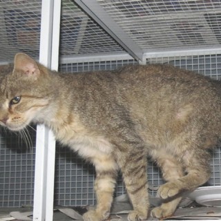 Stella, chi ha perso questa gatta?