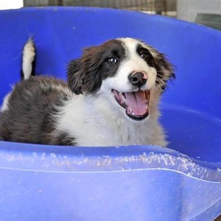 Finale Ligure, la cucciola Gloria cerca casa