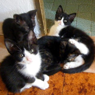 Celle Ligure: appello dell'Enpa "4 gattini da adottare"