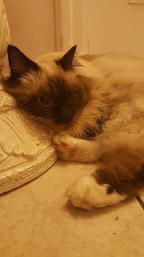 Borghetto Santo Spirito: è tornato a casa il gatto Zeffir