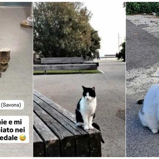 Savona, Romeo vs Harry vs Ronnie: i gatti re della città che “si contendono” i social a colpi di selfie