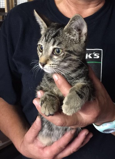 Due gatte gravide in cerca di casa