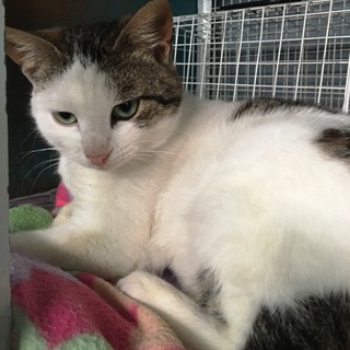 L'appello dell'Enpa: "Giovane gatto maschio cerca una famiglia"