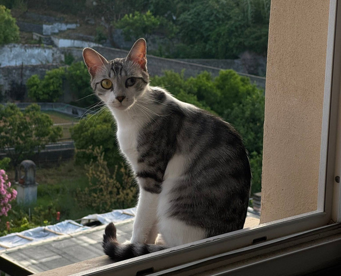 Savona, appello: smarrita la gatta Sally in via Nizza, caduta da una finestra Savona, appello: smarrita la gatta Sally in via Nizza, caduta da una finestra