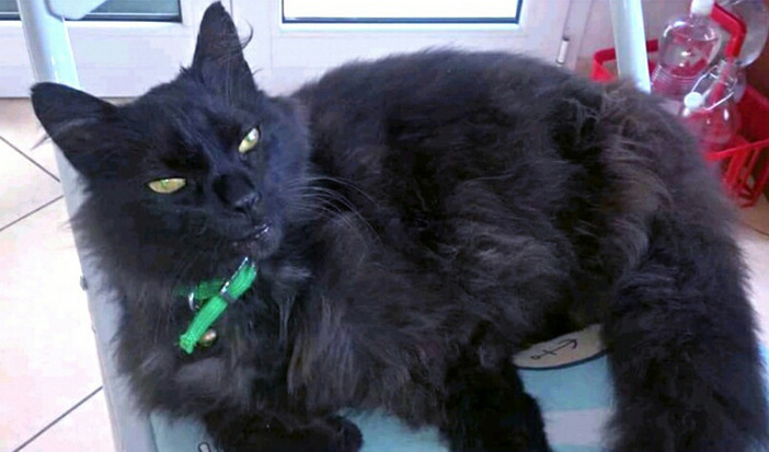 Smarrito a Borghetto il gattone nero "Ciro" Smarrito a Borghetto il gattone nero "Ciro"