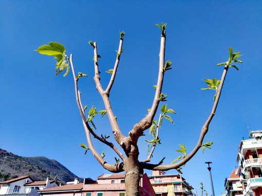 Borghetto, spuntano le prime foglie sui nuovi gelsi (FOTO)