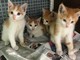 Un'altra cucciolata di gattini abbandonata ad Urbe: la denuncia dell'Enpa