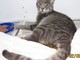 Savona: appello enpa per trovare i proprietari di un gatto