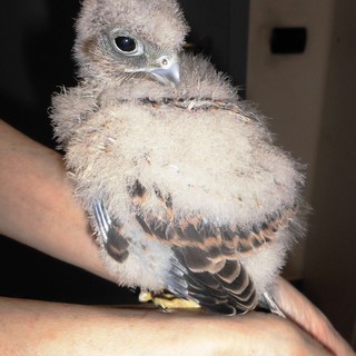 Gheppio ferito cade dal nido, salvato dai volontari della Protezione Animali