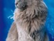 I gatti più belli del mondo saranno ad Alassio per tutto il fine settimana I gatti più belli del mondo saranno ad Alassio per tutto il fine settimana