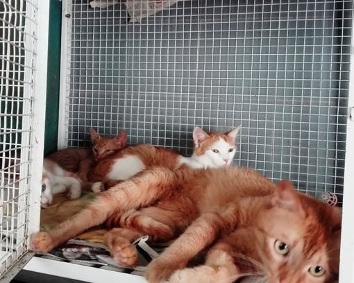 Varazze, proprietario sfrattato, gattini rimangono senza casa: intervento di Enpa