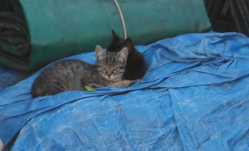 Savona: la realtà delle “gattare” che con le loro risorse si occupano delle colonie feline della città Savona: la realtà delle “gattare” che con le loro risorse si occupano delle colonie feline della città